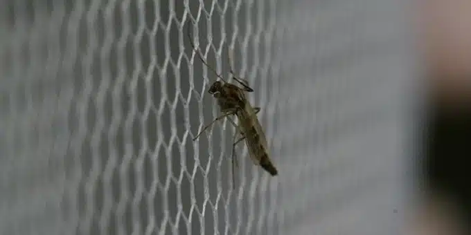 szúnyog a rovarhálón
