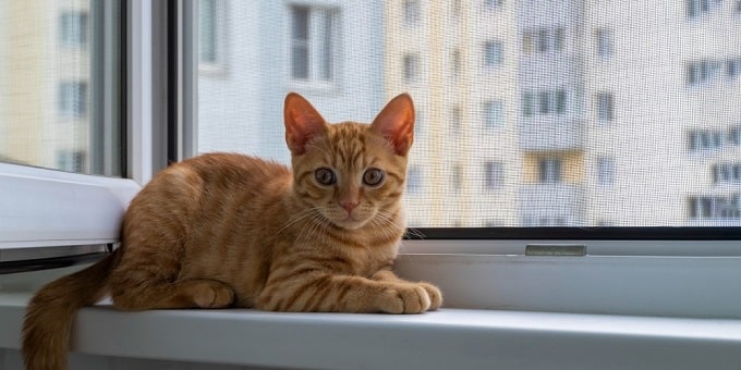 szúnyogháló keretes ablakban egy vörös macska